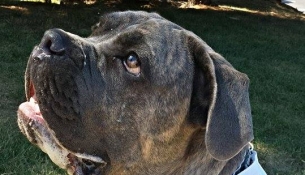 DroolUMillieCloseDrool